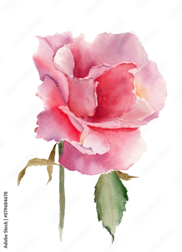 Watercolor illustration of a bright pink rose flower with a green steam amd some leaves
