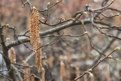 branches