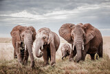 Tansania Elefantenfamilie