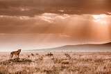 Tansania Löwen jagen