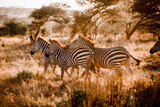 Tansania Zebra