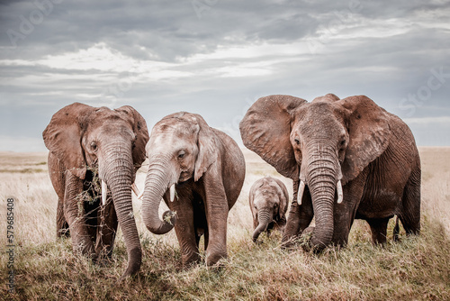 Tansania Elefantenfamilie photo
