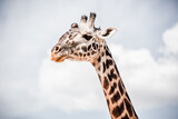 Tansania Giraffe