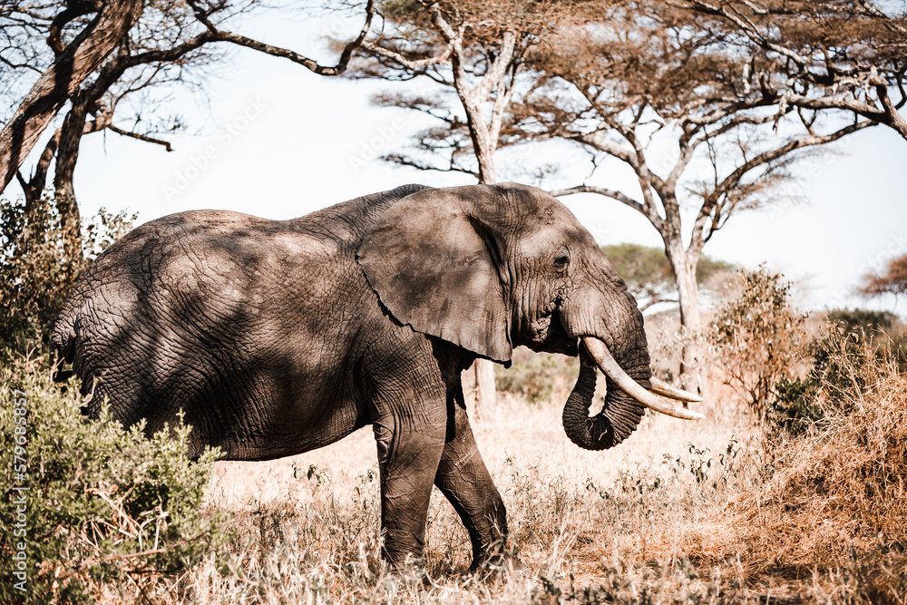 Fototapeta premium Tansania Elefant Baum