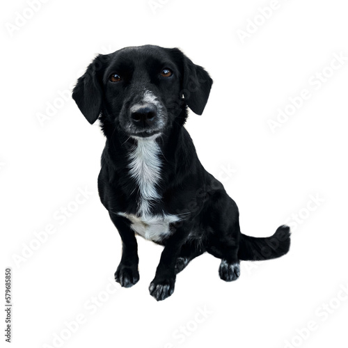 Smiling black dog with white chest,brown eyes. Cute dog portrait isolated on white background.