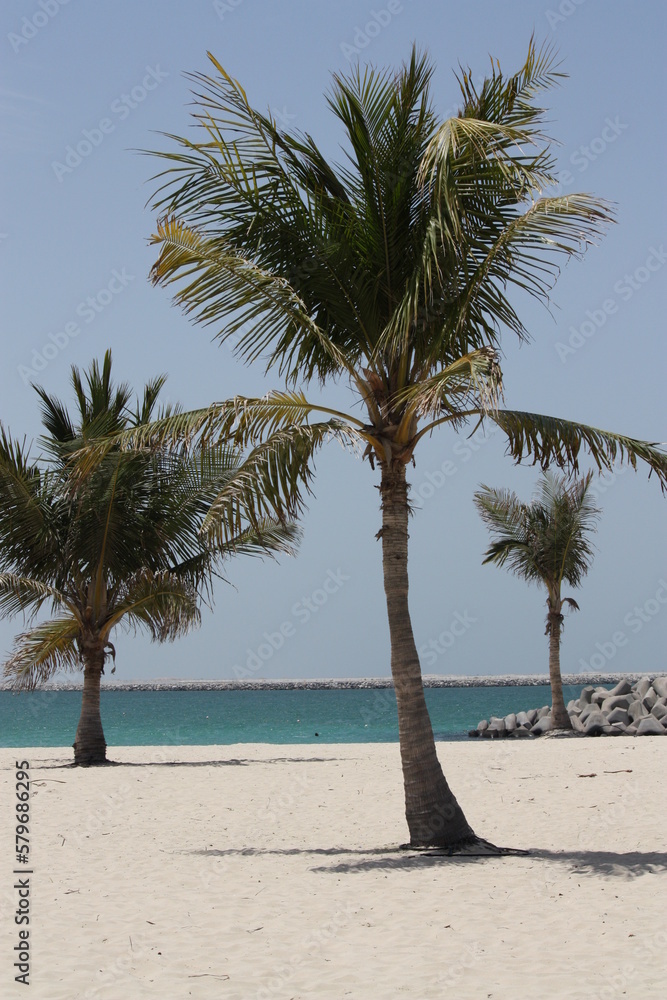 Obraz premium palm trees on the beach, Dubai