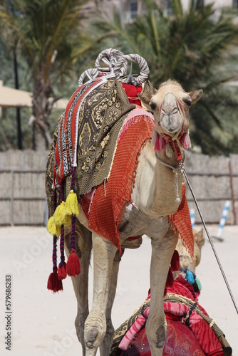 camel in the beach, Dubai