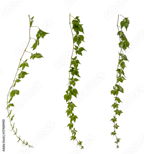 Fototapete selection of green leaves of a vine / ivy / hedera branch isolated on transparen
