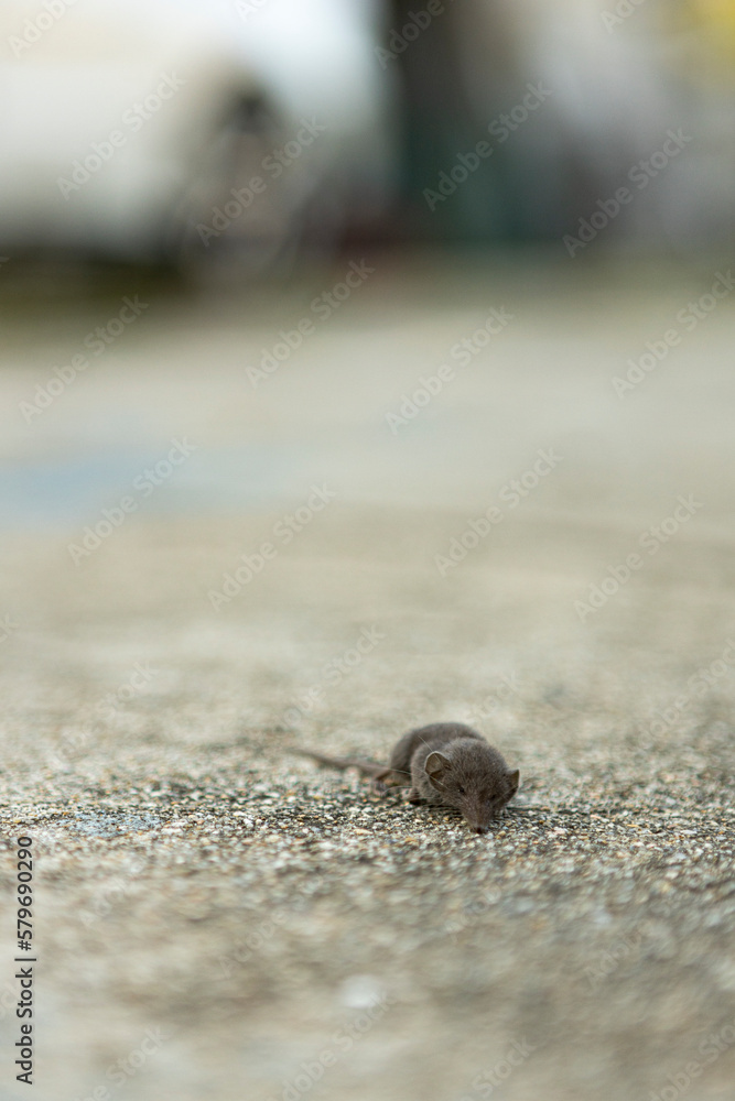 Little mouse on the floor, Yongma land, South Korea Little mouse on the floor, Yongma land, South Korea