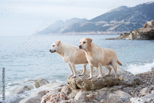 two happy dogs are standing on a stone on the sea. Cute pet couple. Labrador Retriever in nature.