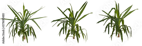 set of bamboo leaves isolated on transparent background - png - image compositing footage - alpha channel 