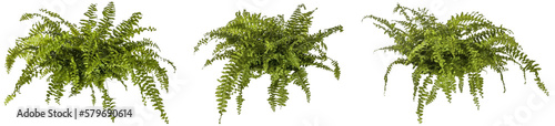 set / selection of green leaves of fern plant isolated on a transparent background - png - image compositing footage - alpha channel - jungle, forest, wood