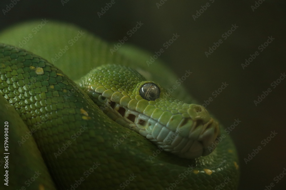 Sleeping snake Sleeping snake
