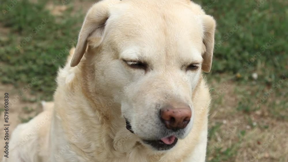 Close up view of muzzle of labrador dog that looks up. cute sand-colored dog is waiting for command from owner or is about to eat food. Dog is man's best friend. Close up view of muzzle of labrador dog that looks up. cute sand-colored dog is waiting for command from owner or is about to eat food. Dog is man's best friend.