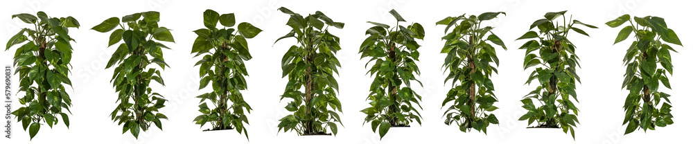 Fototapeta premium selection of green leaves of ivy isolated on transparent a background - png - image compositing footage - jungle - forest - wood - plant - high resolution