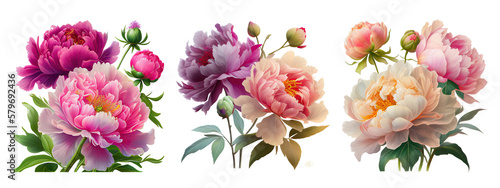 Leinwand Poster beautiful peony flowers isolated on a transparent background