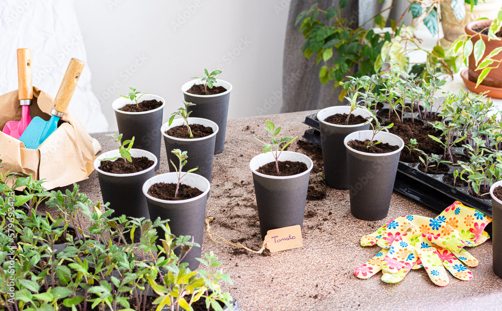 Young green seedlings of tomato in a special plastic form, bag with ground and trowel and garden shovel, transplanting seedlings, pricking out in disposable paper cups Young green seedlings of tomato in a special plastic form, bag with ground and trowel and garden shovel, transplanting seedlings, pricking out in disposable paper cups