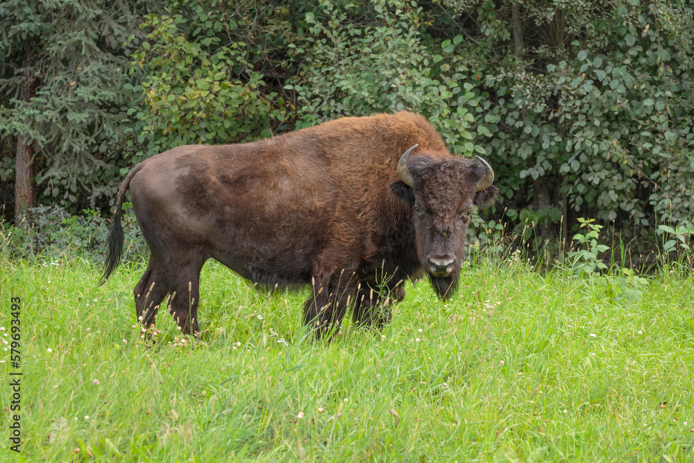 Full body portrait of a Wood Bison cow (Bison bison athabascae) standing in grass Full body portrait of a Wood Bison cow (Bison bison athabascae) standing in grass