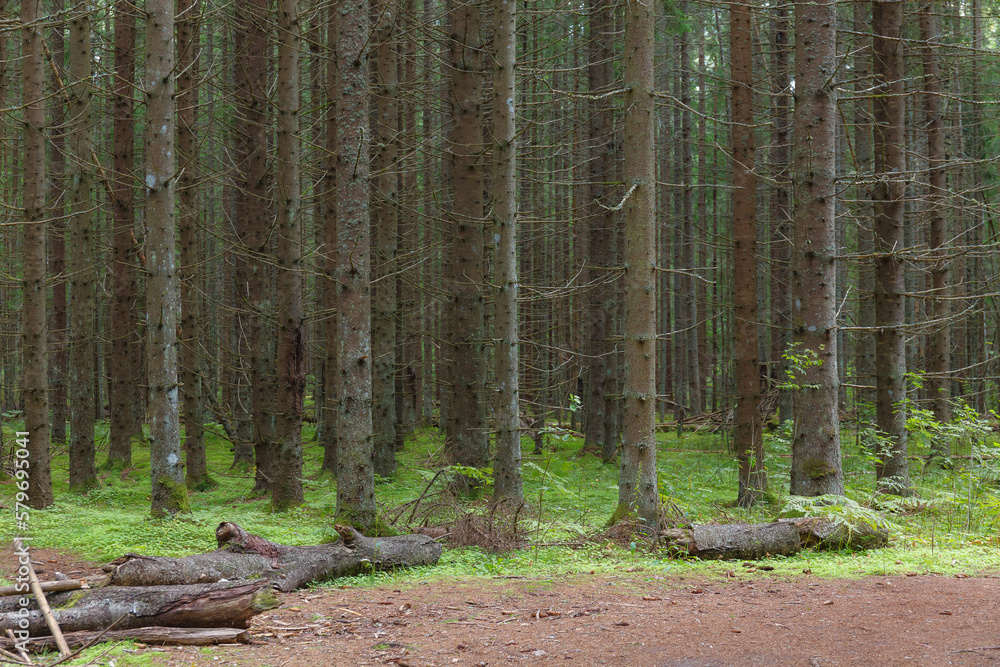 Naklejka premium Inside the pine forest. Tree trunks, small trees and moody weather