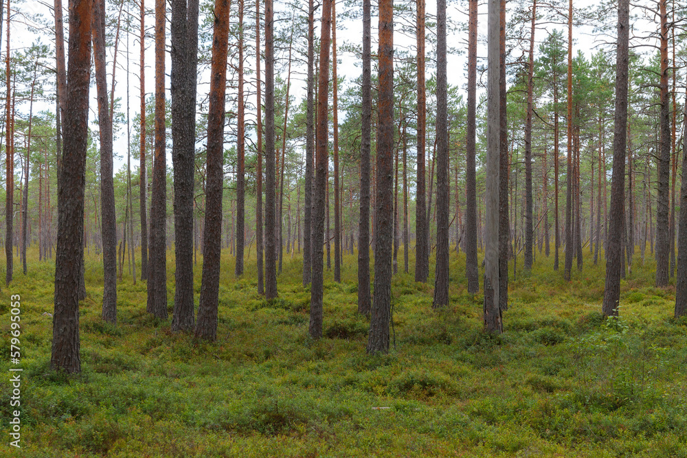 Inside the pine forest. Tree trunks, small trees and moody weather