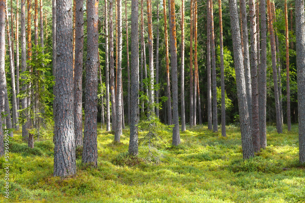 A beautiful natural forest in Northern Europe A beautiful natural forest in Northern Europe