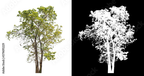 Single tree with clipping path and alpha channel on black background.