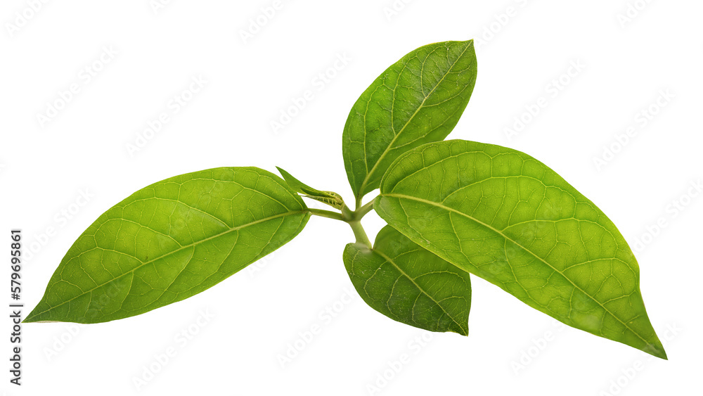 Gymnema inodorum branch green leaves on transparent background. Gymnema inodorum branch green leaves on transparent background.