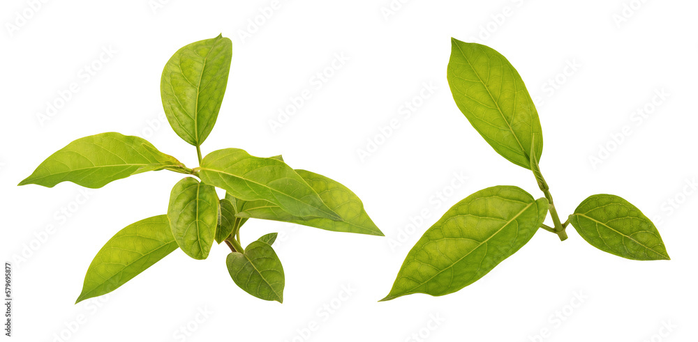 Gymnema inodorum branch green leaves on transparent background. Gymnema inodorum branch green leaves on transparent background.