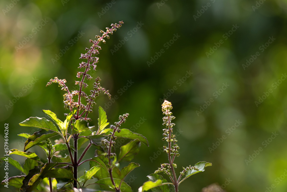 Holy basil or ocimum tenuiflorum branch green leaves on nature background.