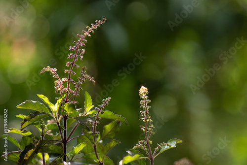 Holy basil or ocimum tenuiflorum branch green leaves on nature background. photo