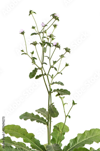 Foto Prickly leaved elephant's foot or elephantopus scaber tree isolated on white background