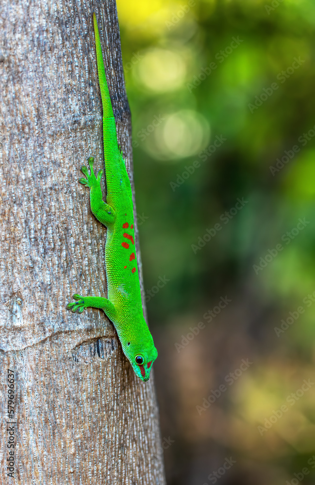Phelsuma grandis, endemic diurnal arboreal species of day gecko, part of the Phelsuma lizards group. Ankarana Special Reserve, Madagascar wildlife animal Phelsuma grandis, endemic diurnal arboreal species of day gecko, part of the Phelsuma lizards group. Ankarana Special Reserve, Madagascar wildlife animal