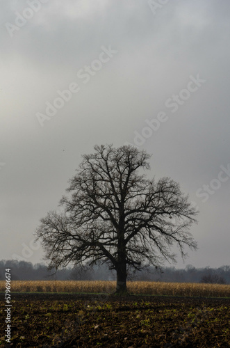 tree in fog