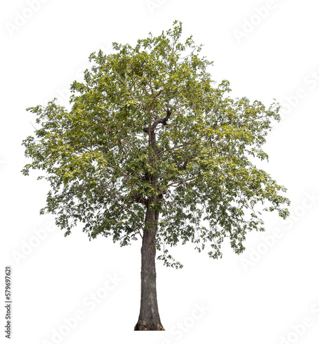 Green tree isolated on transparent background with clipping path, single tree with clipping path and alpha channel.