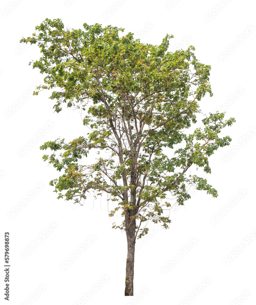 Obraz premium Green tree isolated on transparent background with clipping path, single tree with clipping path and alpha channel.....