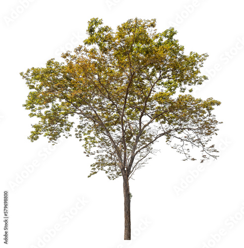Green tree isolated on transparent background with clipping path, single tree with clipping path and alpha channel. © Sarawut