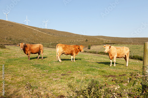 Three cows grazing in a green rural landscape, Galicia,