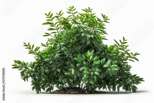 a green bush isolated on white background generative ai illustration