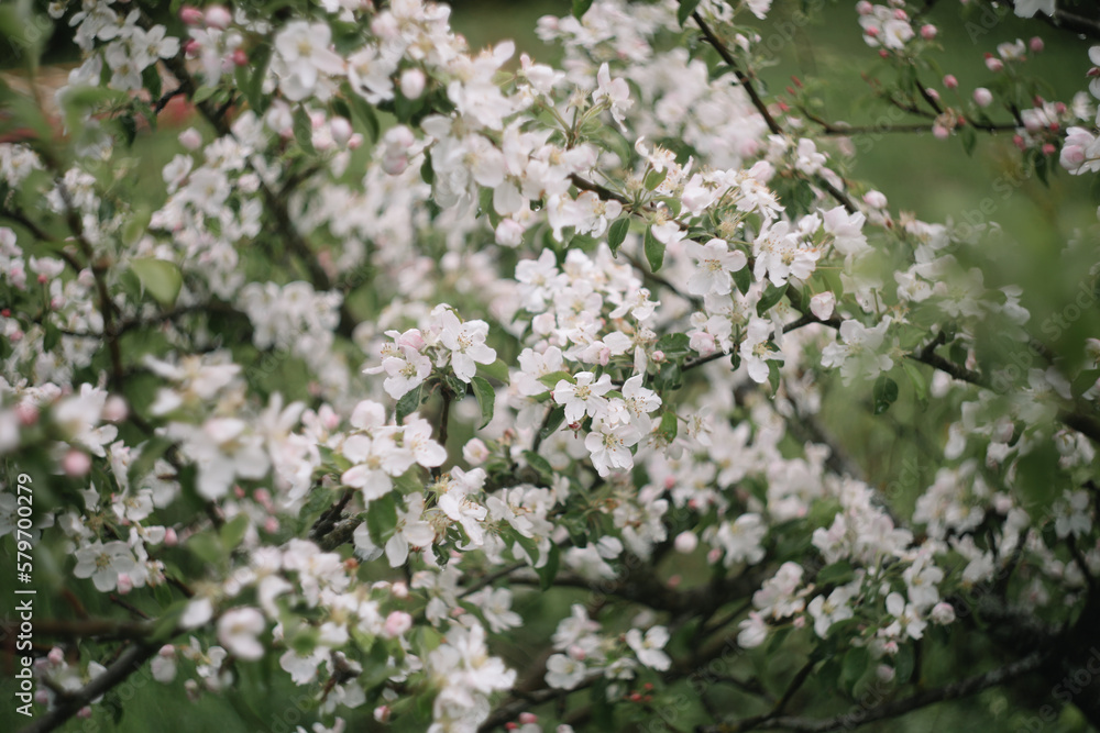 Spring banner, branches of blossoming cherry against background of blue sky on nature outdoors. Dreamy romantic image spring, landscape panorama, copy space. Spring banner, branches of blossoming cherry against background of blue sky on nature outdoors. Dreamy romantic image spring, landscape panorama, copy space.
