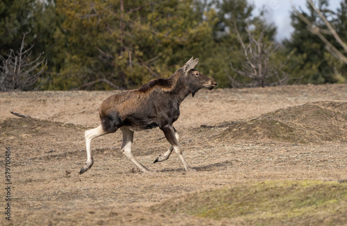 Young elk running across the lawn in early spring