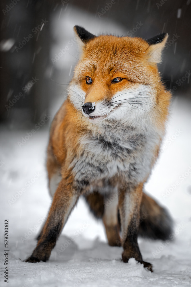 A fox runs across a snowy meadow.
