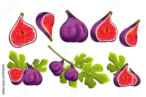 A set of figs.Fig tree fruits.Whole and sliced figs with fig leaves.A branch with figs.Vector illustration.