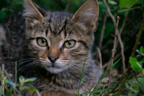 Fototapeta Naklejka Na Ścianę i Meble -  cat in grass