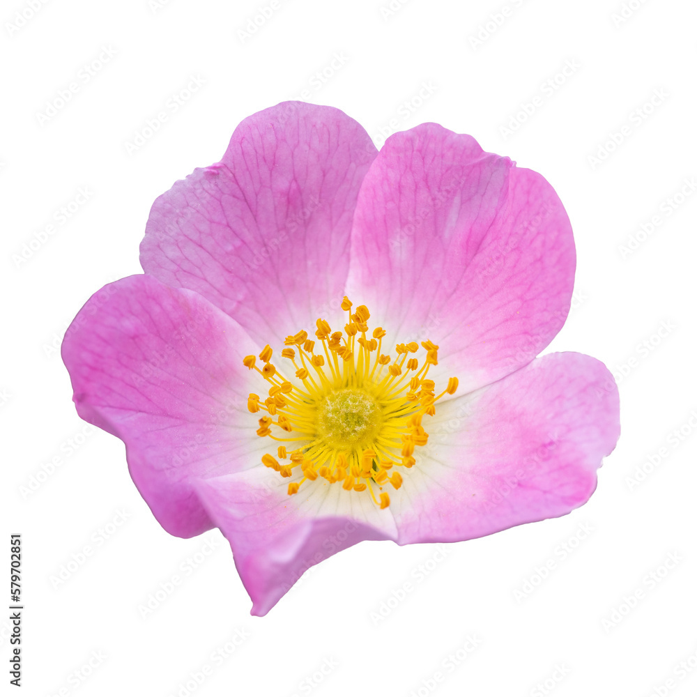 wild dog rose (Rosa canina) flower on white