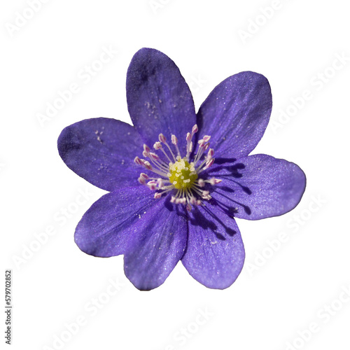 violet flower of common hepatica, liverwort, kidneywort or pennywort (Anemone hepatica or Hepatica nobilis) photo