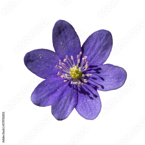 Tableau sur toile violet flower of common hepatica, liverwort, kidneywort or pennywort (Anemone he