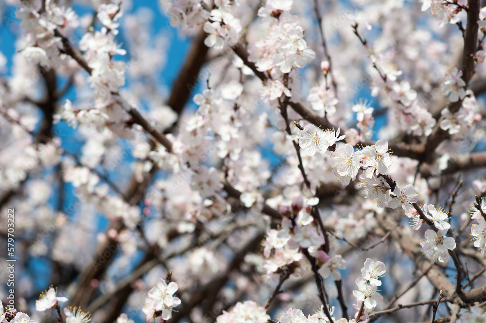 White Flower, spring. Cherry, apple blossom background. White Flower, spring. Cherry, apple blossom background.
