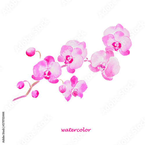 Orchid , pink orchids, flowers, blossom, bloom, floral, watercolor illustration
