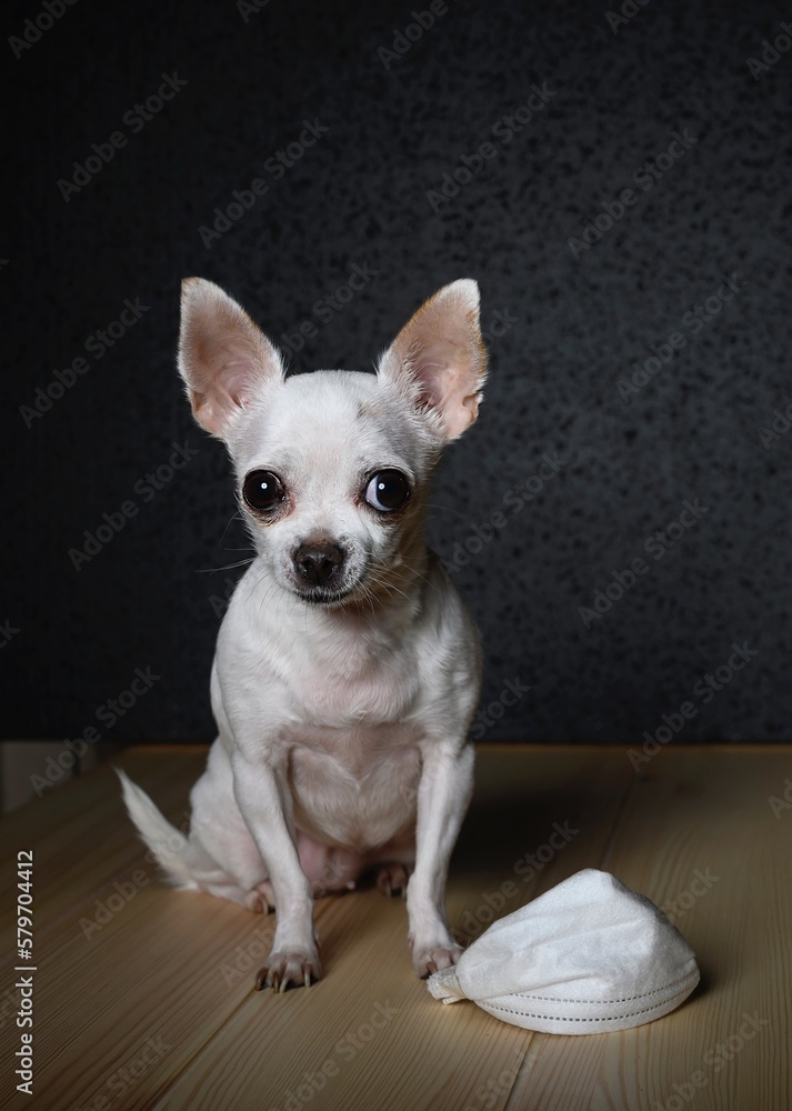Chihuahua dog is sitting on a light wooden surface. At the feet of the dog lies a white gauze bandage to protect against the virus. Black background, studio, the dog stares intently in front of him.