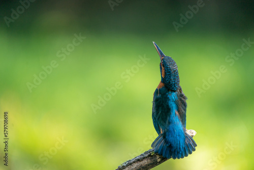 Fotografie Kingfisher on high alert